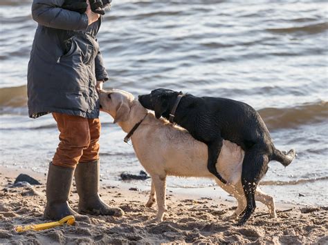 porno mit einem hund|Sex mit dem Hund ist trotz Verboten häufiger als vermutet